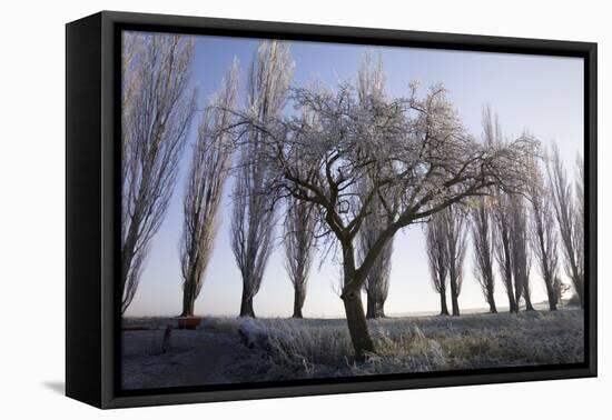 Poplar-Avenue, Fruit Tree, Hoarfrost, Avenue, Tree-Avenue-Roland T.-Framed Premier Image Canvas