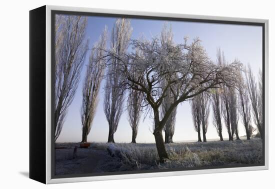 Poplar-Avenue, Fruit Tree, Hoarfrost, Avenue, Tree-Avenue-Roland T.-Framed Premier Image Canvas