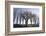 Poplar-Avenue, Fruit Tree, Hoarfrost, Avenue, Tree-Avenue-Roland T.-Framed Photographic Print