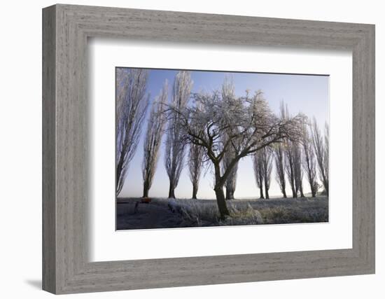 Poplar-Avenue, Fruit Tree, Hoarfrost, Avenue, Tree-Avenue-Roland T.-Framed Photographic Print