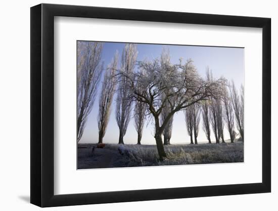 Poplar-Avenue, Fruit Tree, Hoarfrost, Avenue, Tree-Avenue-Roland T.-Framed Photographic Print