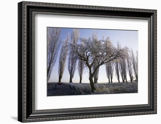 Poplar-Avenue, Fruit Tree, Hoarfrost, Avenue, Tree-Avenue-Roland T.-Framed Photographic Print