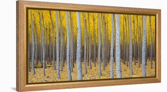 Poplar Plantation in Autumn, Near Irrigon, Oregon, Usa-null-Framed Premier Image Canvas