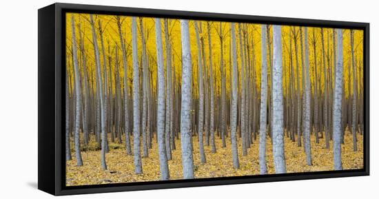 Poplar Plantation in Autumn, Near Irrigon, Oregon, Usa-null-Framed Premier Image Canvas