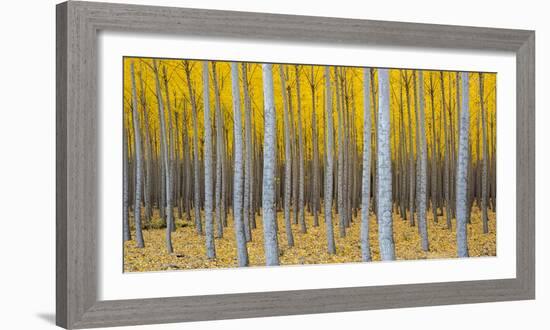 Poplar Plantation in Autumn, Near Irrigon, Oregon, Usa-null-Framed Photographic Print