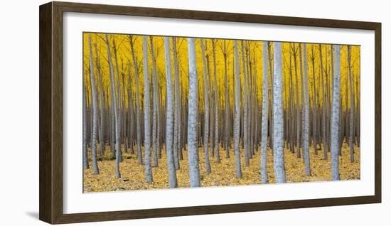 Poplar Plantation in Autumn, Near Irrigon, Oregon, Usa-null-Framed Photographic Print