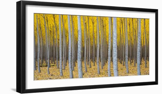 Poplar Plantation in Autumn, Near Irrigon, Oregon, Usa-null-Framed Photographic Print