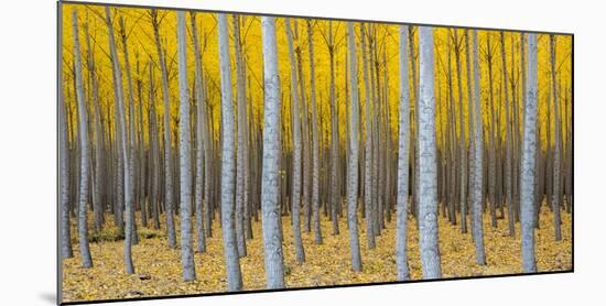 Poplar Plantation in Autumn, Near Irrigon, Oregon, Usa-null-Mounted Photographic Print