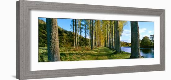 Poplar Treelined at the Riverside, River Tweed, Maxton, Newtown St. Boswells, Scotland-null-Framed Photographic Print