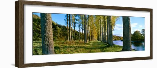 Poplar Treelined at the Riverside, River Tweed, Maxton, Newtown St. Boswells, Scotland-null-Framed Photographic Print