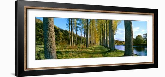 Poplar Treelined at the Riverside, River Tweed, Maxton, Newtown St. Boswells, Scotland-null-Framed Photographic Print