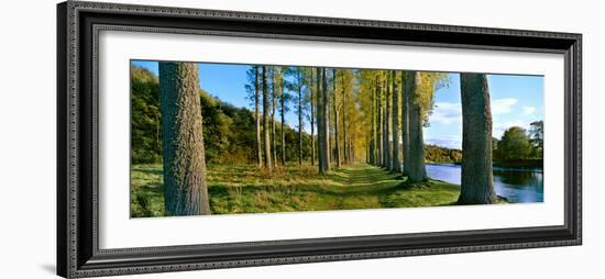 Poplar Treelined at the Riverside, River Tweed, Maxton, Newtown St. Boswells, Scotland-null-Framed Photographic Print