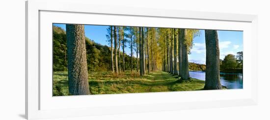 Poplar Treelined at the Riverside, River Tweed, Maxton, Newtown St. Boswells, Scotland-null-Framed Photographic Print