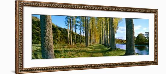 Poplar Treelined at the Riverside, River Tweed, Maxton, Newtown St. Boswells, Scotland-null-Framed Photographic Print