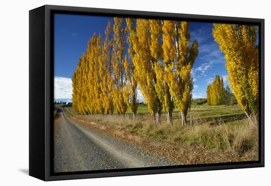 Poplar Trees and Farmland in Autumn, Near Lovells Flat, South Otago, South Island, New Zealand-David Wall-Framed Premier Image Canvas