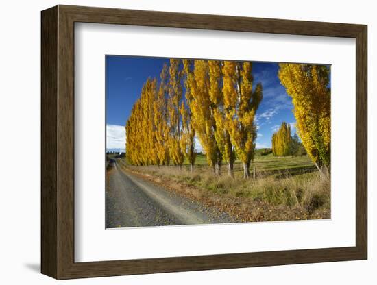 Poplar Trees and Farmland in Autumn, Near Lovells Flat, South Otago, South Island, New Zealand-David Wall-Framed Photographic Print