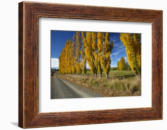 Poplar Trees and Farmland in Autumn, Near Lovells Flat, South Otago, South Island, New Zealand-David Wall-Framed Photographic Print