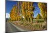 Poplar Trees and Farmland in Autumn, Near Lovells Flat, South Otago, South Island, New Zealand-David Wall-Mounted Photographic Print