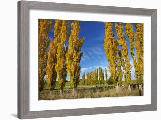 Poplar Trees and Farmland in Autumn, Near Lovells Flat, South Otago, South Island, New Zealand-David Wall-Framed Photographic Print