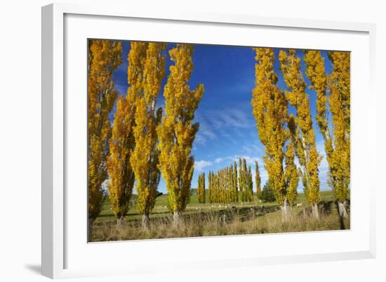 Poplar Trees and Farmland in Autumn, Near Lovells Flat, South Otago, South Island, New Zealand-David Wall-Framed Photographic Print