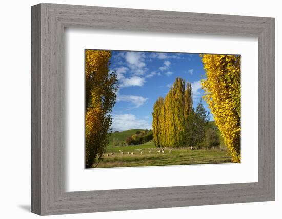 Poplar Trees and Farmland in Autumn, Near Lovells Flat, South Otago, South Island, New Zealand-David Wall-Framed Photographic Print