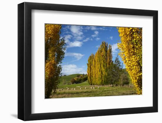 Poplar Trees and Farmland in Autumn, Near Lovells Flat, South Otago, South Island, New Zealand-David Wall-Framed Photographic Print