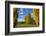 Poplar Trees and Farmland in Autumn, Near Lovells Flat, South Otago, South Island, New Zealand-David Wall-Framed Photographic Print