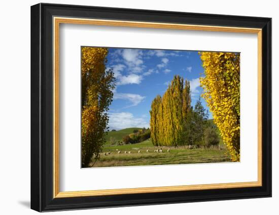 Poplar Trees and Farmland in Autumn, Near Lovells Flat, South Otago, South Island, New Zealand-David Wall-Framed Photographic Print