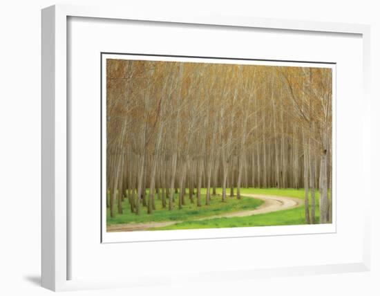 Poplar Trees and Road-Donald Paulson-Framed Giclee Print