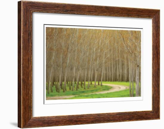 Poplar Trees and Road-Donald Paulson-Framed Giclee Print