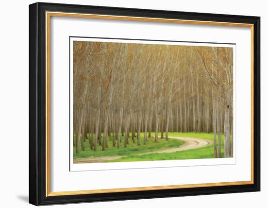 Poplar Trees and Road-Donald Paulson-Framed Giclee Print