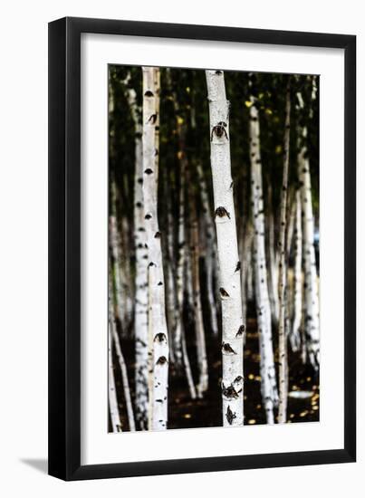 Poplar Trees In A Row-Ron Koeberer-Framed Photographic Print