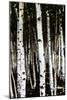 Poplar Trees In A Row-Ron Koeberer-Mounted Photographic Print