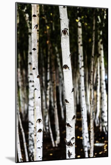 Poplar Trees In A Row-Ron Koeberer-Mounted Photographic Print