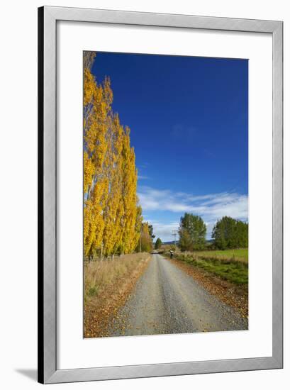 Poplar Trees in Autumn and Road, Near Lovells Flat, South Otago, South Island, New Zealand-David Wall-Framed Photographic Print