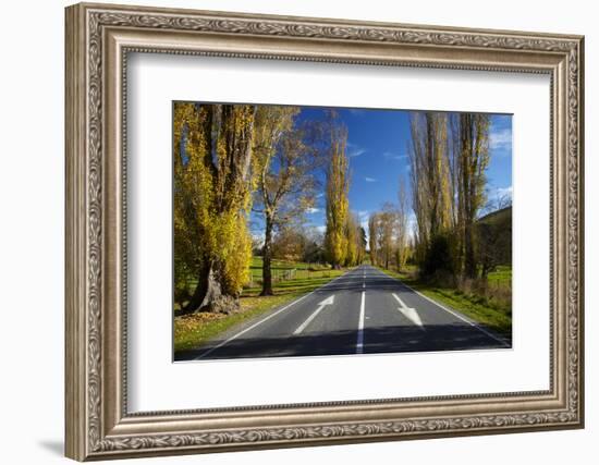 Poplar Trees in Autumn at Entrance to Lawrence, Central Otago, South Island, New Zealand-David Wall-Framed Photographic Print
