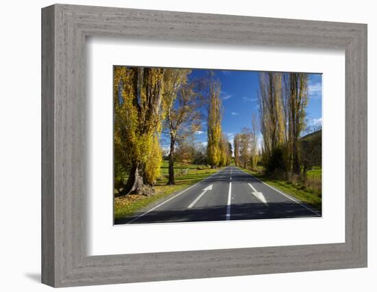 Poplar Trees in Autumn at Entrance to Lawrence, Central Otago, South Island, New Zealand-David Wall-Framed Photographic Print