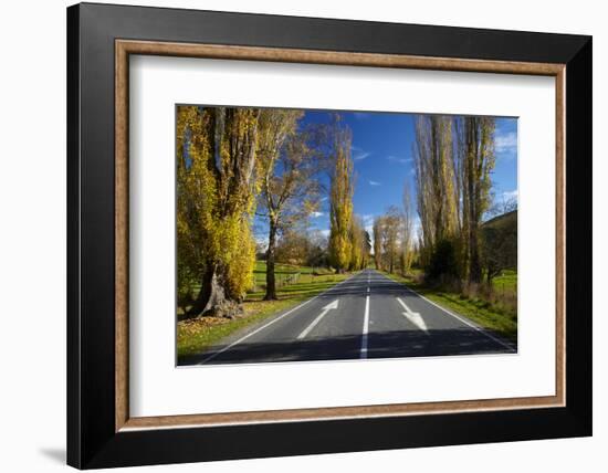 Poplar Trees in Autumn at Entrance to Lawrence, Central Otago, South Island, New Zealand-David Wall-Framed Photographic Print