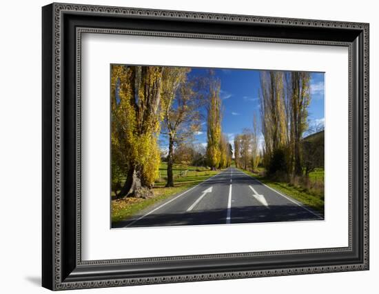 Poplar Trees in Autumn at Entrance to Lawrence, Central Otago, South Island, New Zealand-David Wall-Framed Photographic Print