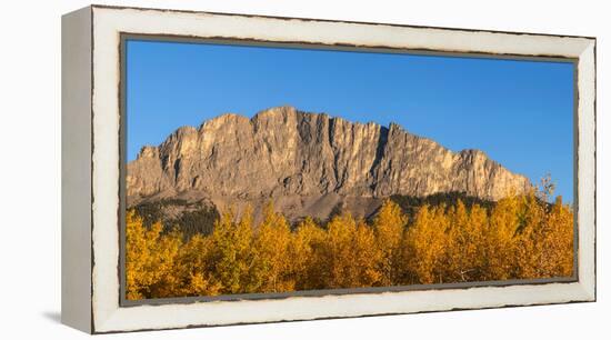 Poplar trees in autumn, Mount Yamnuska, Kananaskis Country, Alberta, Canada-null-Framed Premier Image Canvas