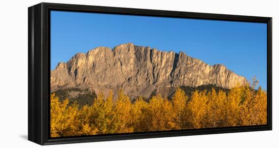 Poplar trees in autumn, Mount Yamnuska, Kananaskis Country, Alberta, Canada-null-Framed Premier Image Canvas