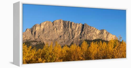 Poplar trees in autumn, Mount Yamnuska, Kananaskis Country, Alberta, Canada-null-Framed Premier Image Canvas