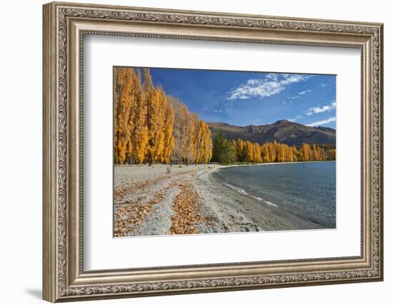 Poplar Trees, Lake Wanaka, Otago, South Island, New Zealand-David Wall-Framed Photographic Print