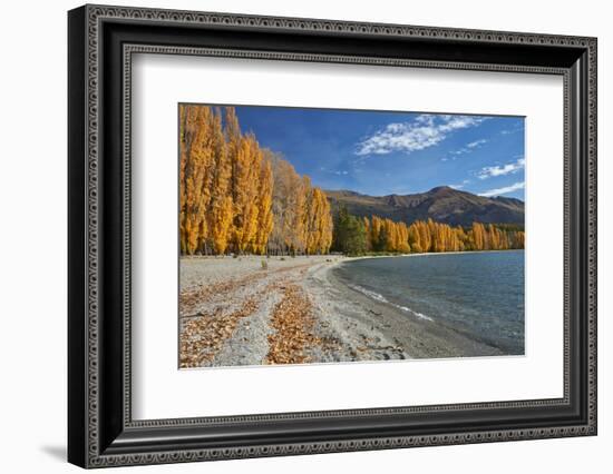 Poplar Trees, Lake Wanaka, Otago, South Island, New Zealand-David Wall-Framed Photographic Print