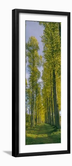 Poplar trees, River Tweed, Scottish Borders, Scotland-null-Framed Photographic Print