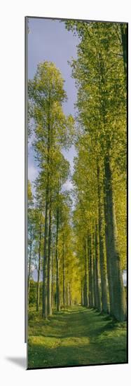 Poplar trees, River Tweed, Scottish Borders, Scotland-null-Mounted Photographic Print