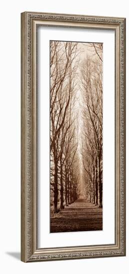 Poplar Trees-Alan Blaustein-Framed Art Print
