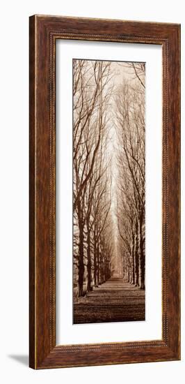 Poplar Trees-Alan Blaustein-Framed Art Print