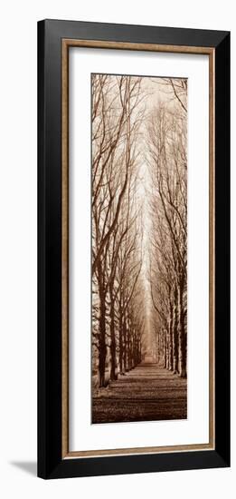 Poplar Trees-Alan Blaustein-Framed Art Print