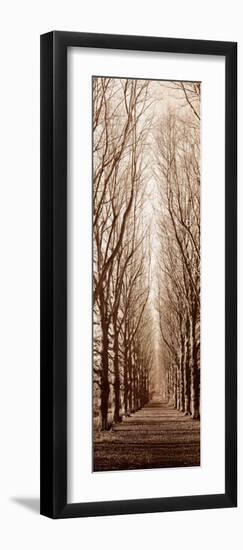 Poplar Trees-Alan Blaustein-Framed Art Print